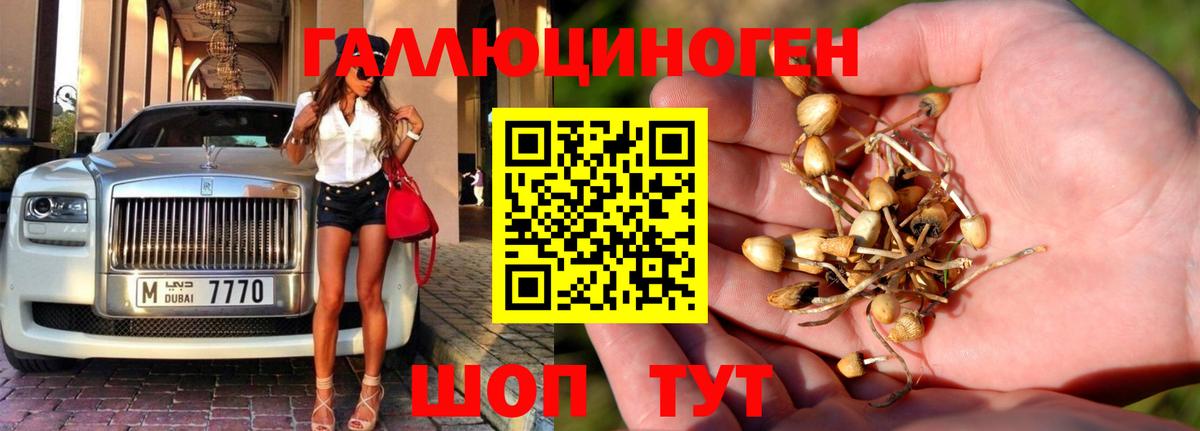 Псилоцибиновые грибы Cubensis Балабаново